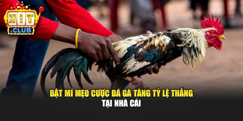 Bật mí mẹo cược đá gà tăng tỷ lệ thắng tại nhà cái