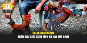 Đá Gà Campuchia - Trận Đấu Siêu Kịch Tính Và Nảy Lửa Nhất
