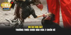 Đá Gà Cựa Sắt - Thưởng Thức Cuộc Đấu Của 2 Chiến Kê