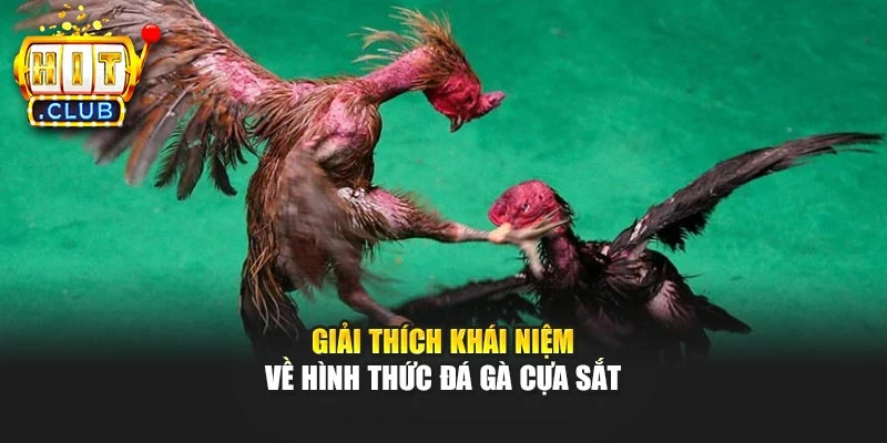 Giải thích khái niệm về hình thức đá gà cựa sắt