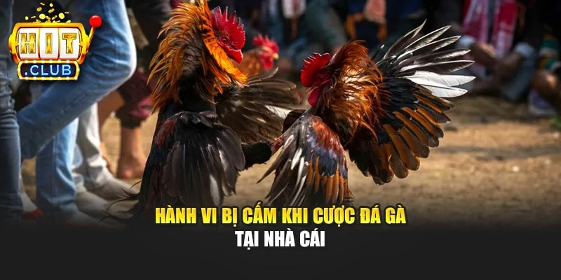 Hành vi bị cấm khi cược đá gà tại nhà cái
