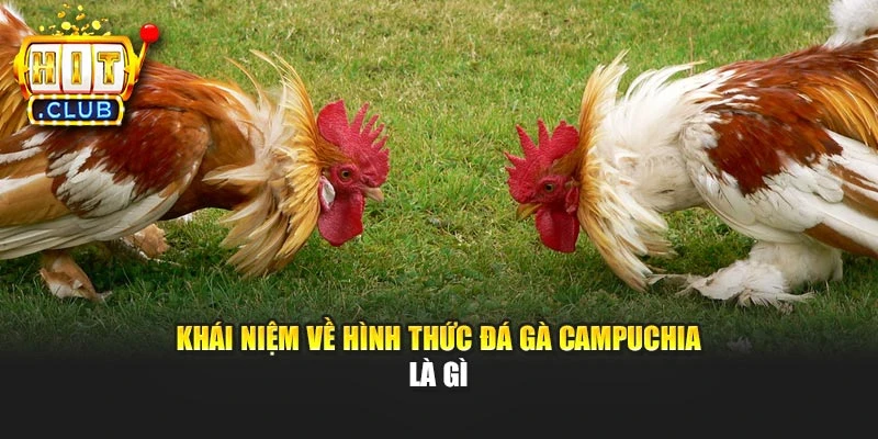Khái niệm về hình thức đá gà Campuchia là gì