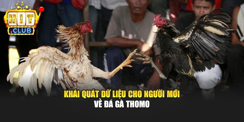 Khái quát dữ liệu cho người mới về đá gà Thomo