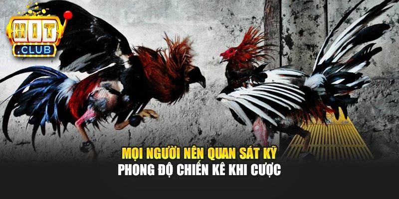Mọi người nên quan sát kỹ phong độ chiến kê khi cược