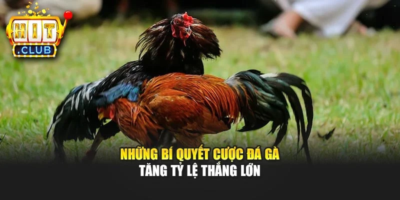 Những bí quyết cược đá gà tăng tỷ lệ thắng lớn