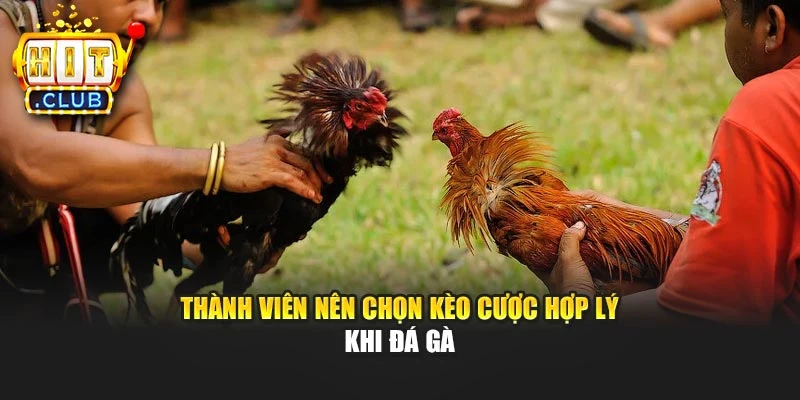 Thành viên nên chọn kèo cược hợp lý khi đá gà