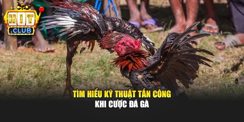 Tìm hiểu kỹ thuật tấn công khi cược đá gà