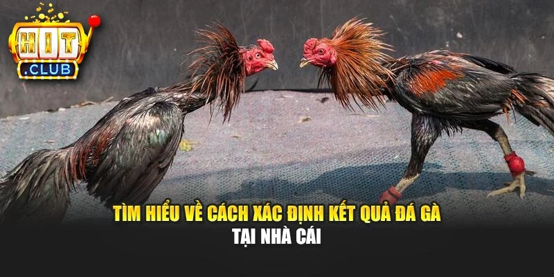 Tìm hiểu về cách xác định kết quả đá gà tại nhà cái